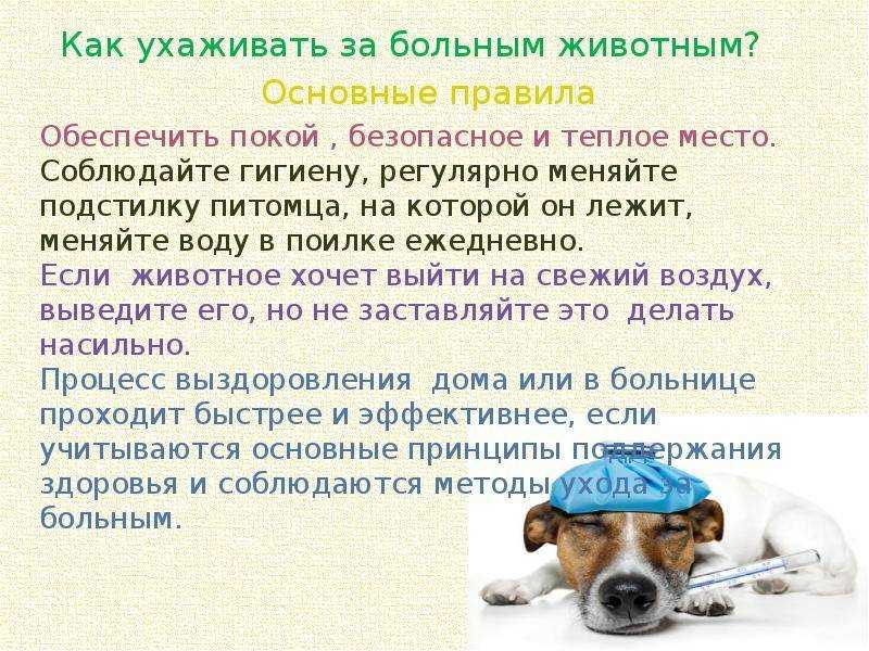 Как ухаживать за слепой собакой?