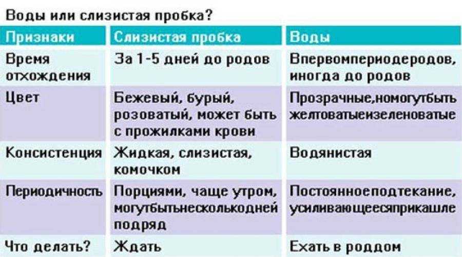 У кошки отошли воды: что делать и через сколько она родит | звери дома