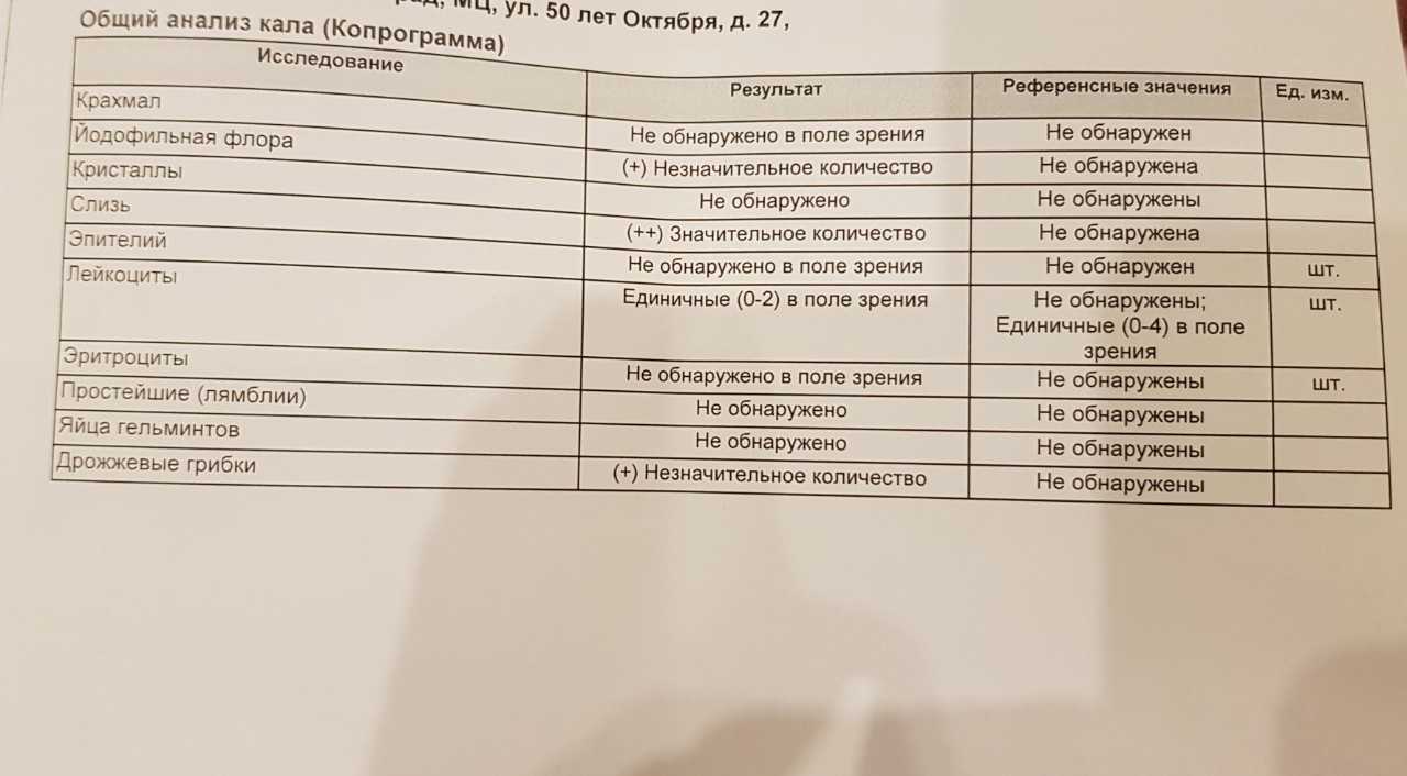 Анализы у собак: что покажет биохимическое исследование?