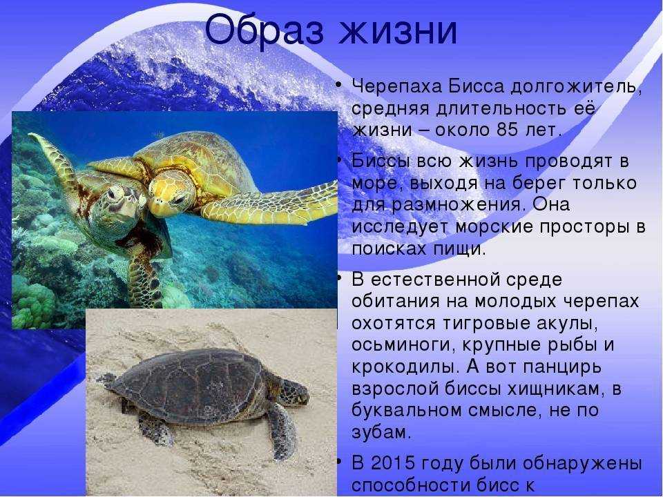 Черепахи из красной книги россии и мира (фото и описание)