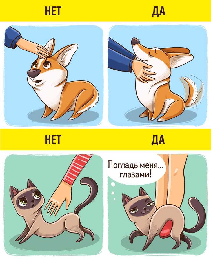 Как правильно гладить кошку