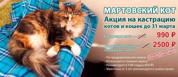 Почему орет кастрированный кот по ночам. почему кот или кошка орет: причины