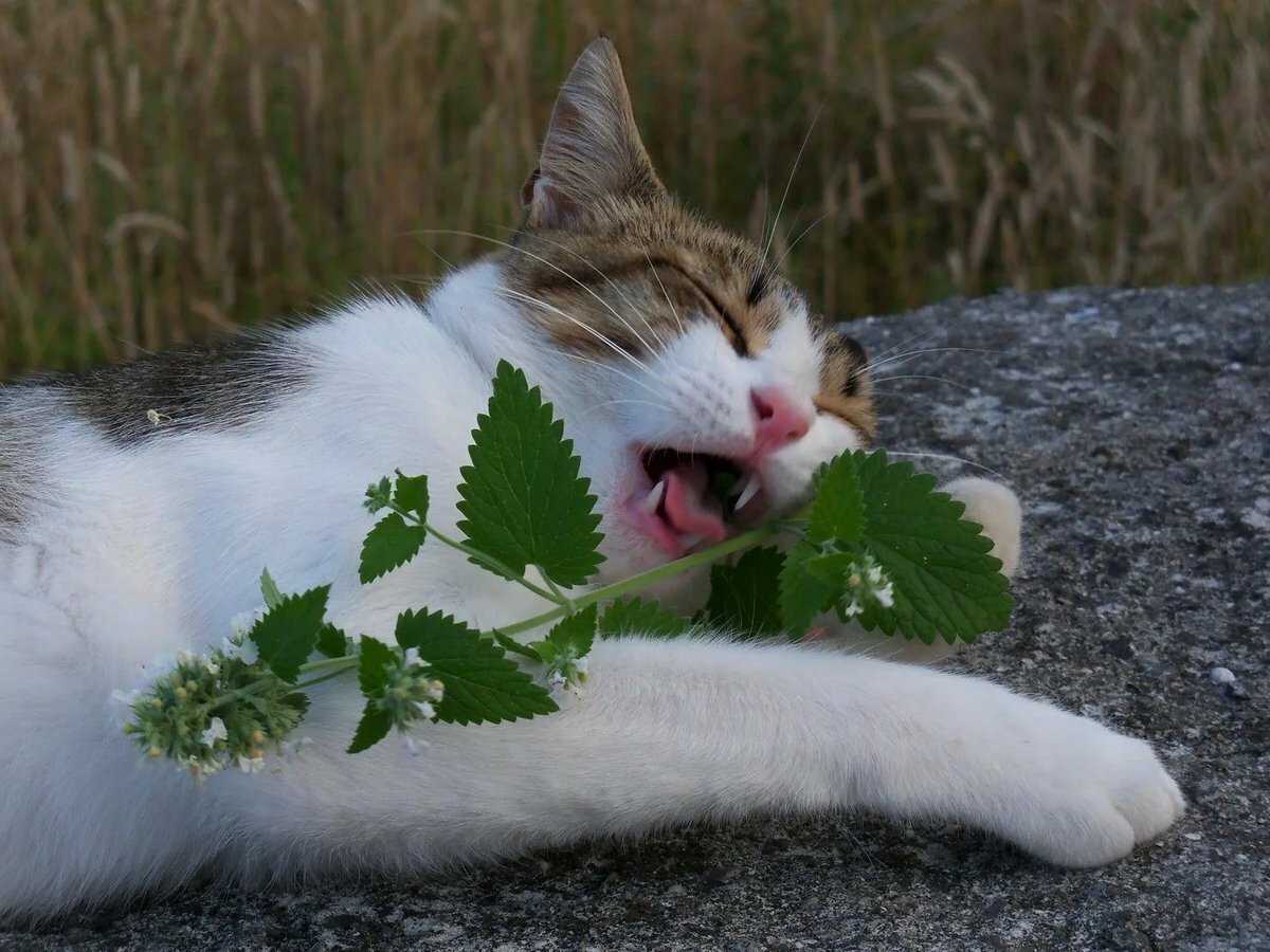 Какие запахи не любят кошки? 5 ароматов, которых кошки просто ненавидят