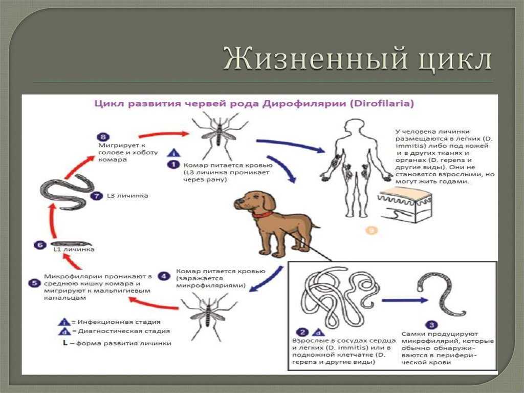 Подкожный клещ у собак - симптомы и лечение