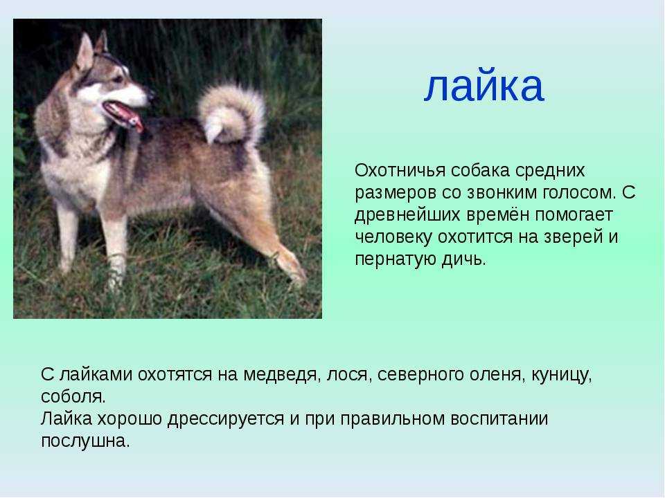 Какие бывают породы собак