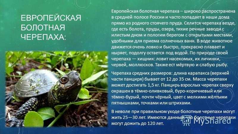 Болотная черепаха