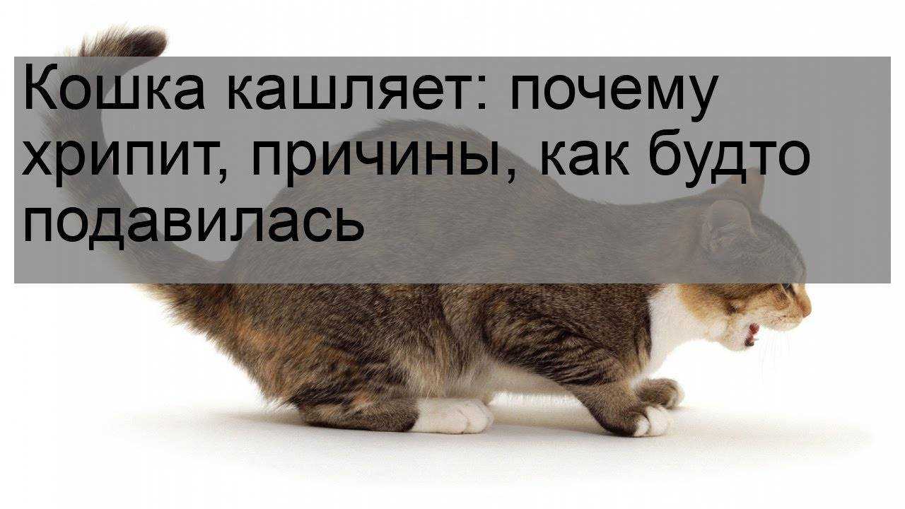 9 причин почему кот сопит, когда дышит - причины, что делать
