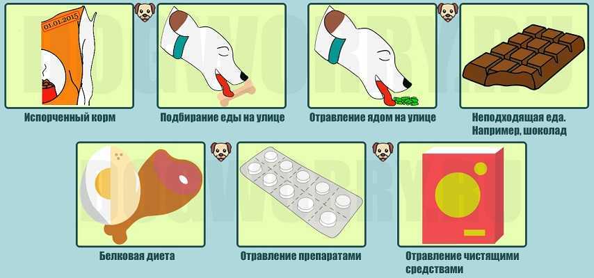 Почему кошки урчат и мурлычут?