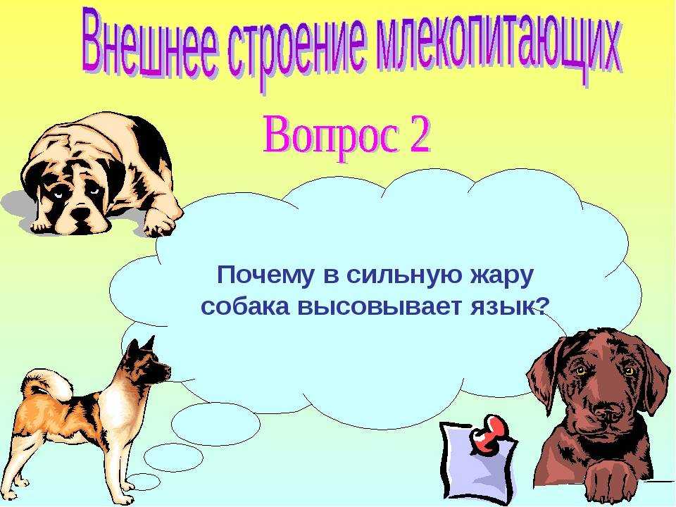 Почему йорк дрожит дома и высовывает язык: причины