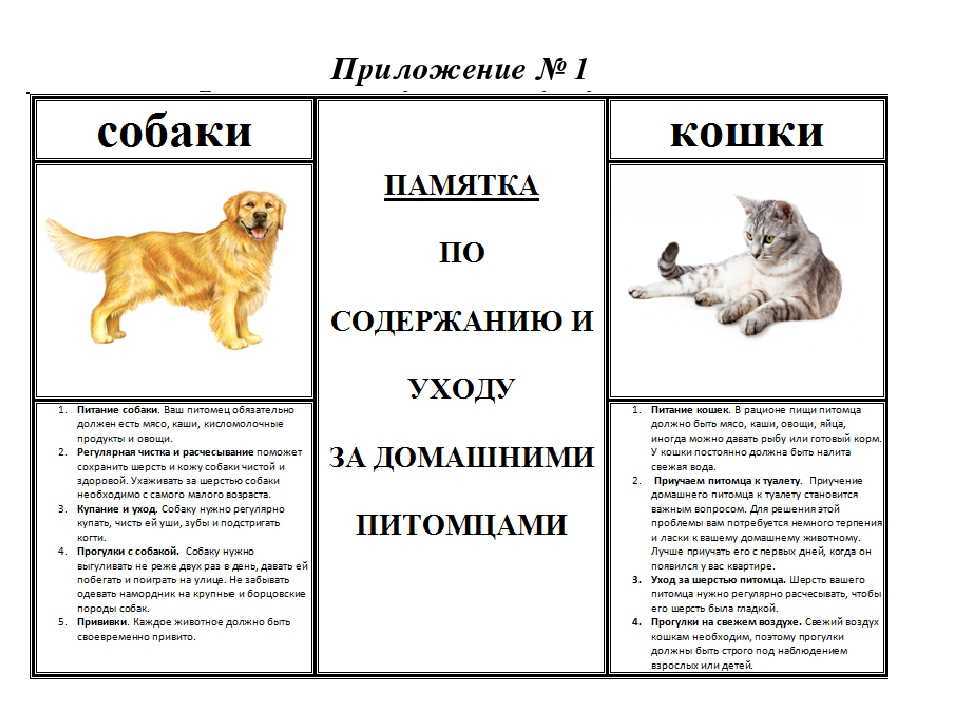 Нюансы воспитания котёнка и наиболее распространённые ошибки