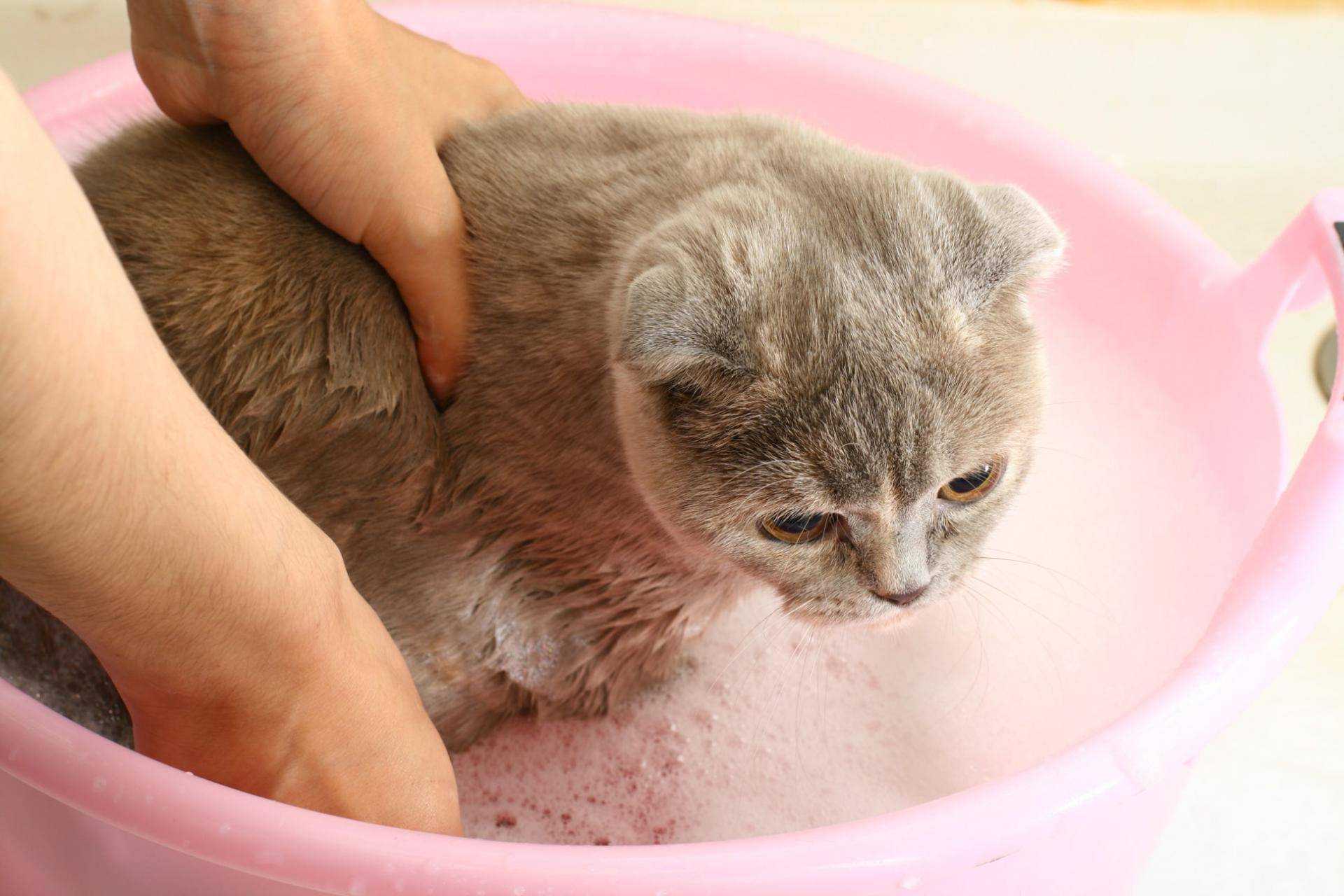 Почему кошки боятся воды? как помыть кошку, если она не любит воду?