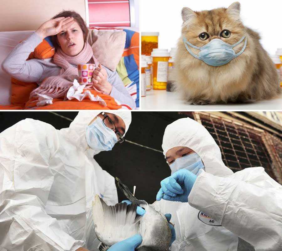 ᐉ может ли кот заразиться от человека простудой – кошка простудилась чем лечить - zoomanji.ru