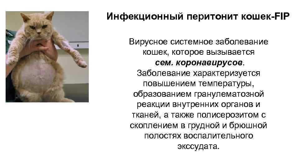 Кошка после стерилизации не ходит в туалет: причины, чем помочь питомцу