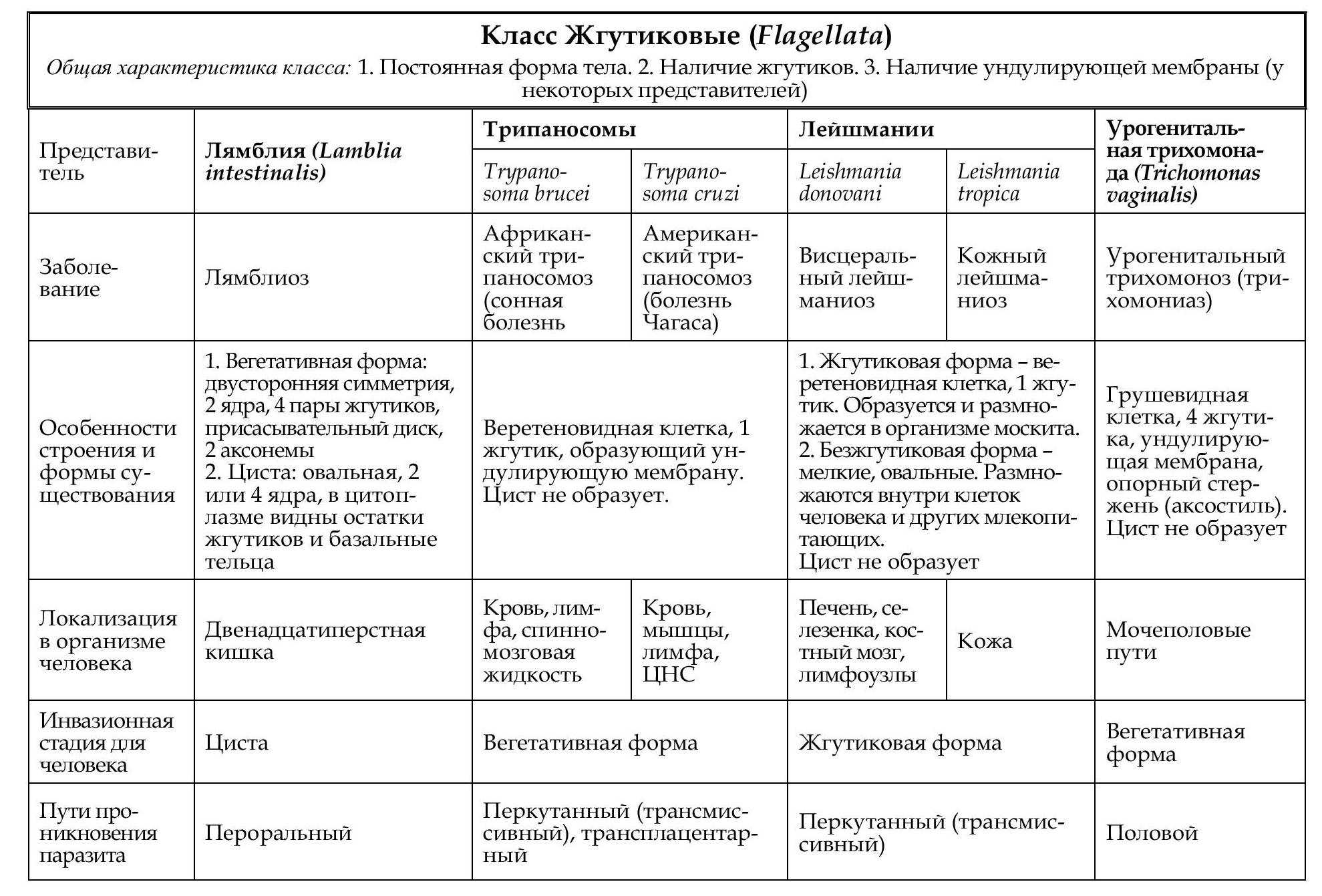 Простейшие у кошек: виды, диагностика, лечение