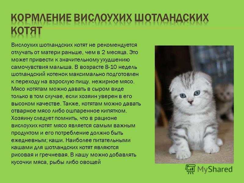 Чем кормить шотландского вислоухого котенка: меню по возрастам