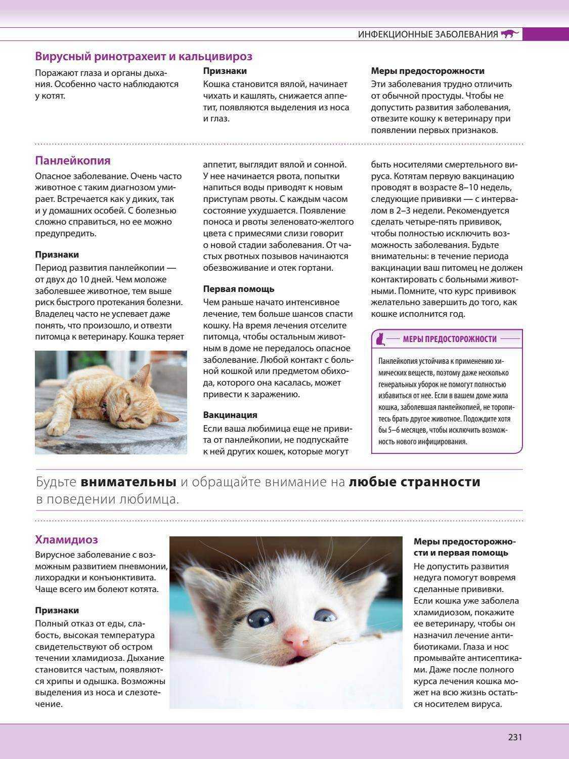 Что делать, если у кота или кошки обнаружены язвочки на теле: причины появления, диагностика, лечение изъязвлений у кошки