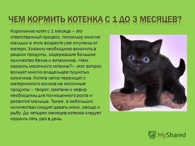 Как и чем кормить недельного котенка: правильное питание
как и чем кормить недельного котенка: правильное питание