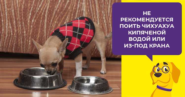 Чем кормить чихуахуа в домашних условиях: разрабатываем рацион