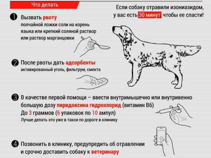 Первая помощь при ожогах собакам