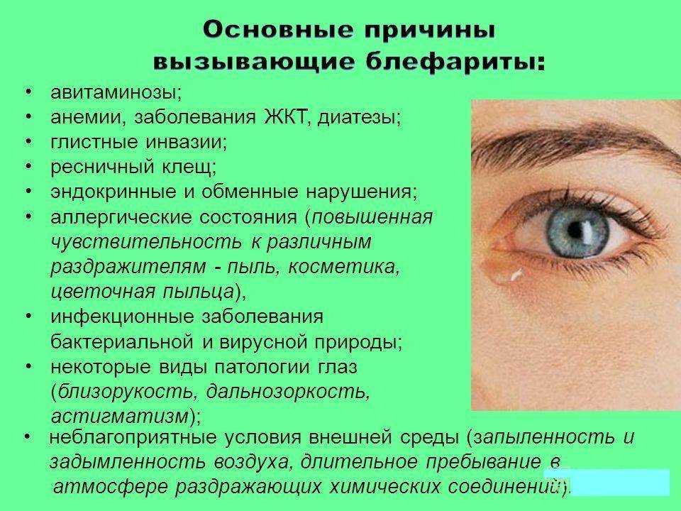 Кератит у собаки: фото, симптомы и признаки, лечение