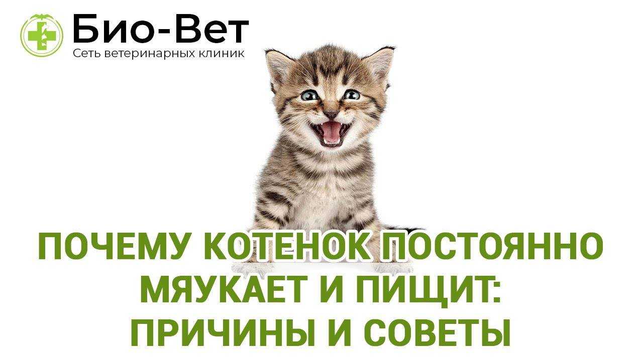4 причины, почему кошка постоянно мяукает и орет