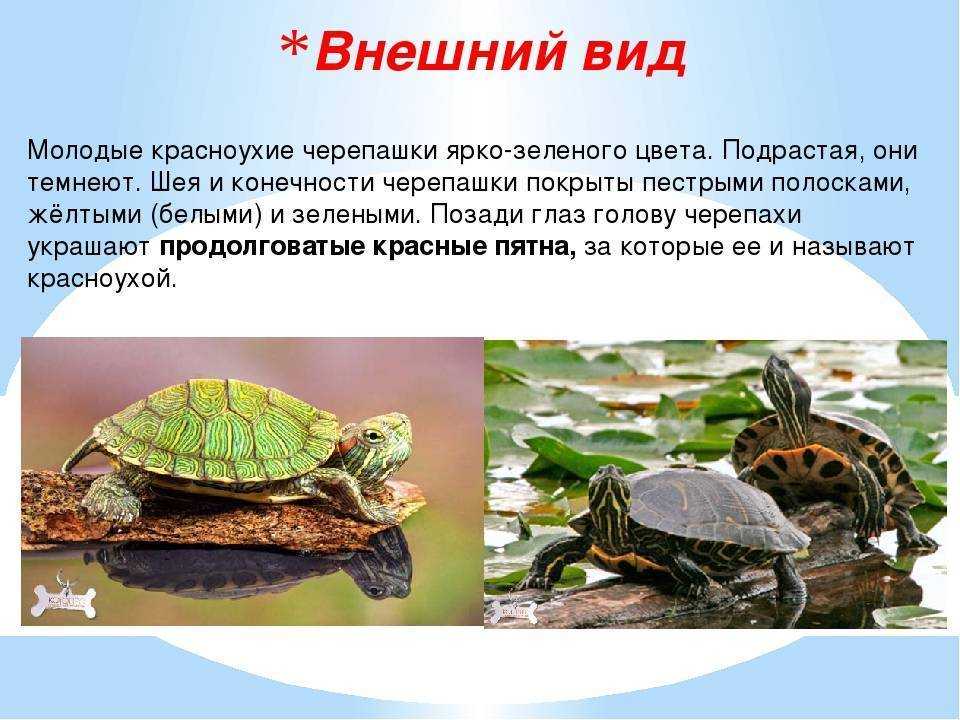 Методическая разработка по окружающему миру в коррекционном 6 классе » мой первый проект «красноухие черепахи — мои удивительно способные друзья»