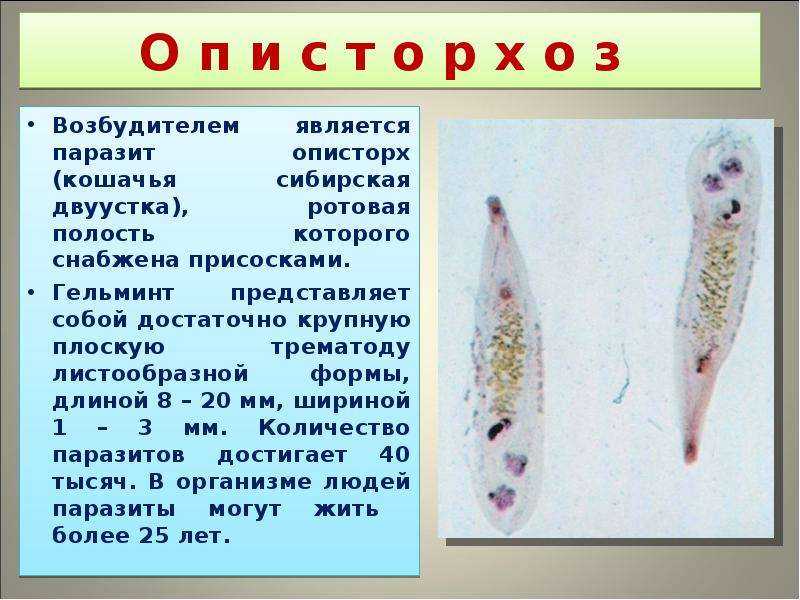 Как протекает описторхоз у кошек?