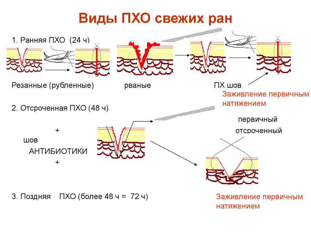 Снятие швов у кошки после стерилизации