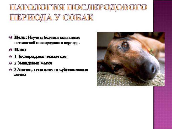 Эклампсия у собаки после родов: симптомы, лечение и профилактика