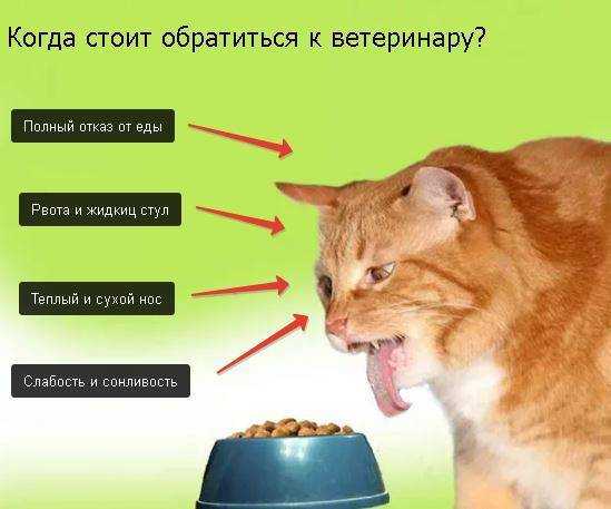 Кот икает — почему и что делать