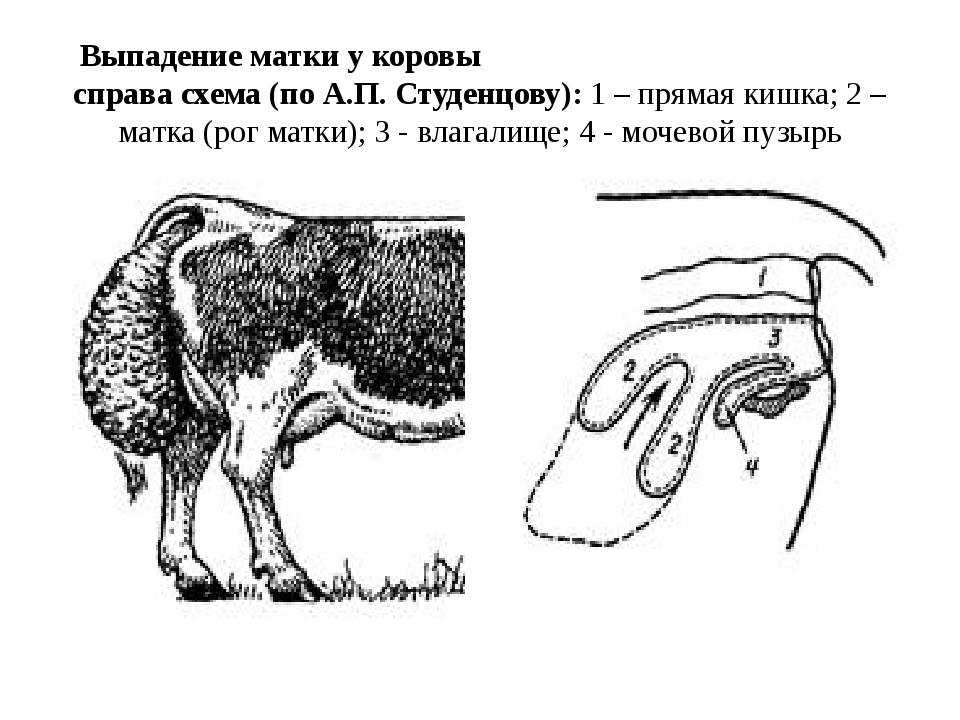 Выпадение матки у собак: причины, симптомы, лечение, восстановительный период и советы ветеринара.