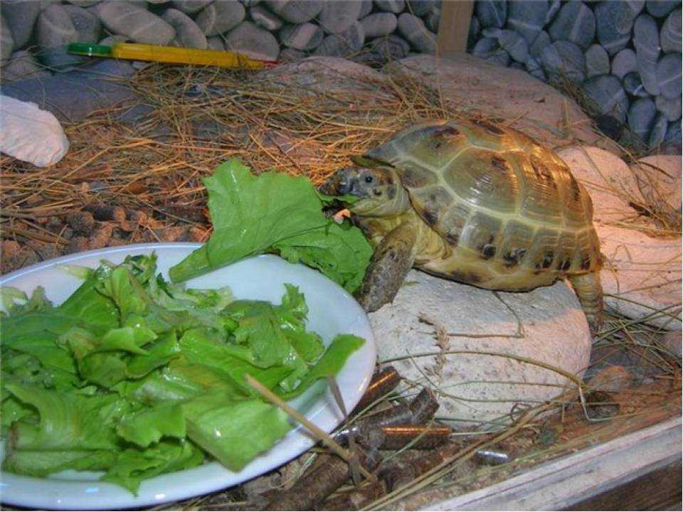 Чем кормить в домашних условиях сухопутную черепаху?