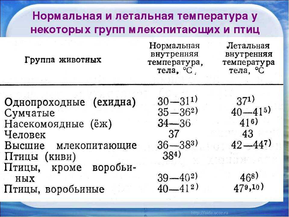 Как понять, что собака беременна: признаки и уход на разных сроках