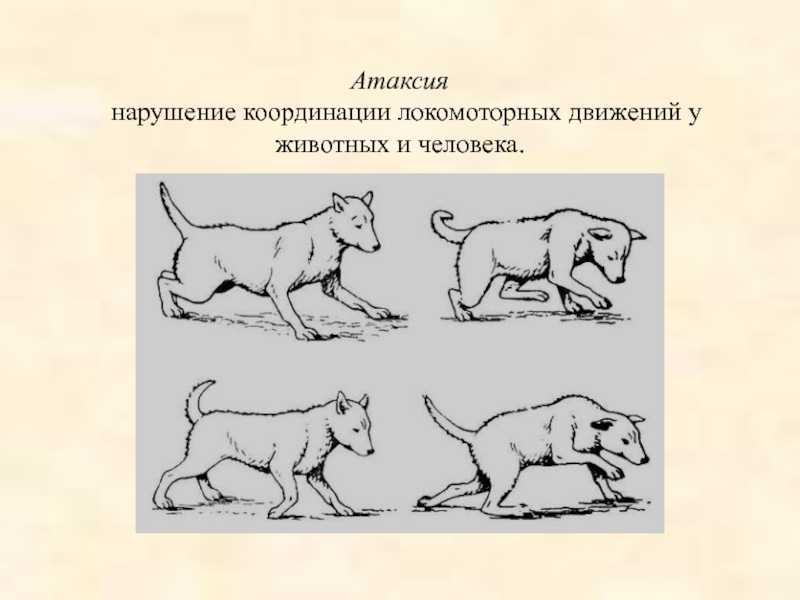 Мозжечковая атаксия у кошек: лечение, причины, симптомы