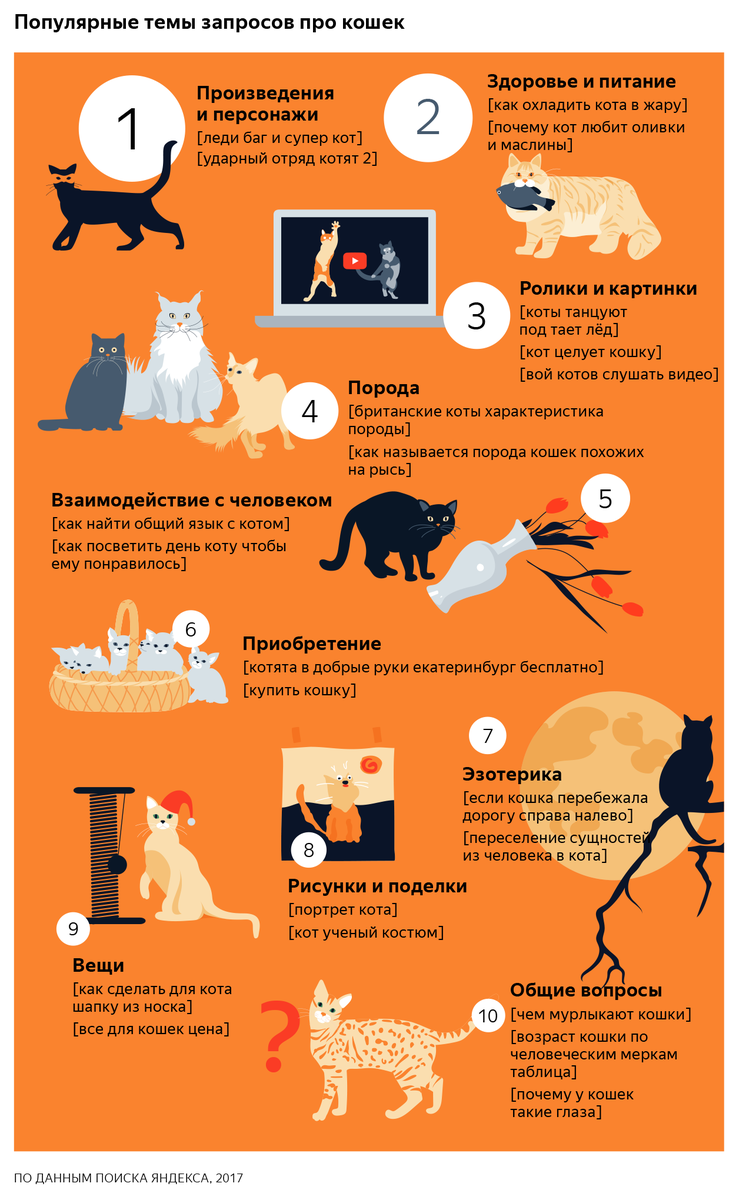 Почему собаки враждуют с кошками