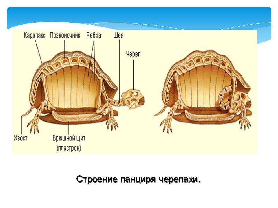 Черепаха - виды, питание, уход и содержание, сколько живет, фото