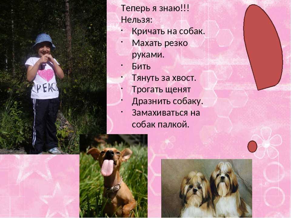 Как правильно наказывать собаку