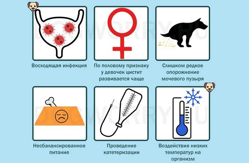 У кота кровит после кастрации