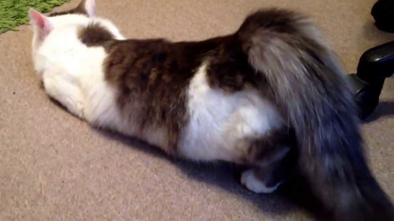 Как успокоить кошку при течке в домашних условиях