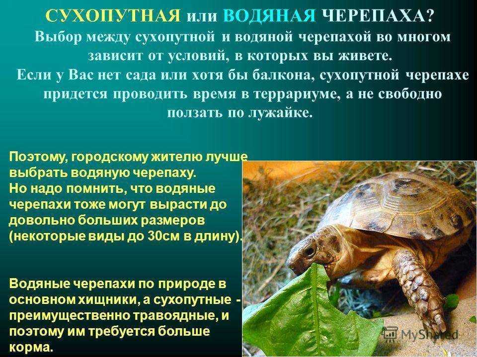 Красноухая черепаха