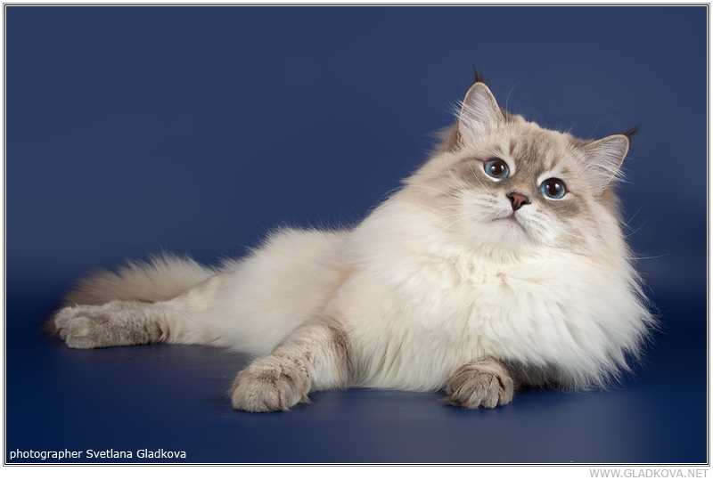 Каким кормом лучше кормить невскую маскарадную кошку