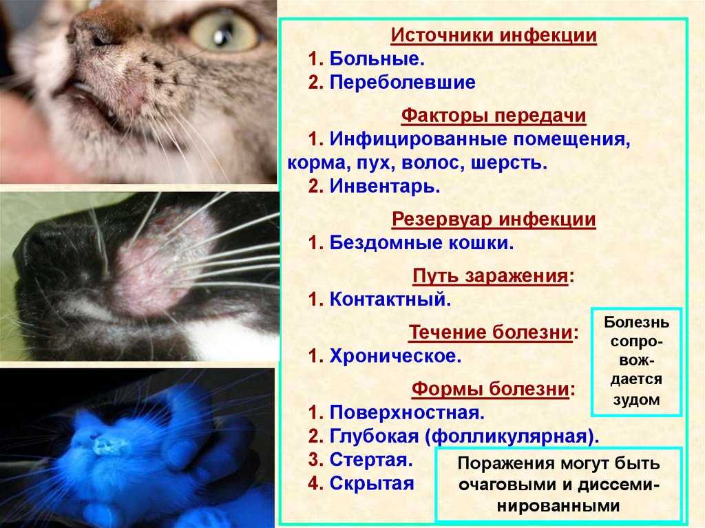 Дерматомикозы у кошек опасны своими последствиями