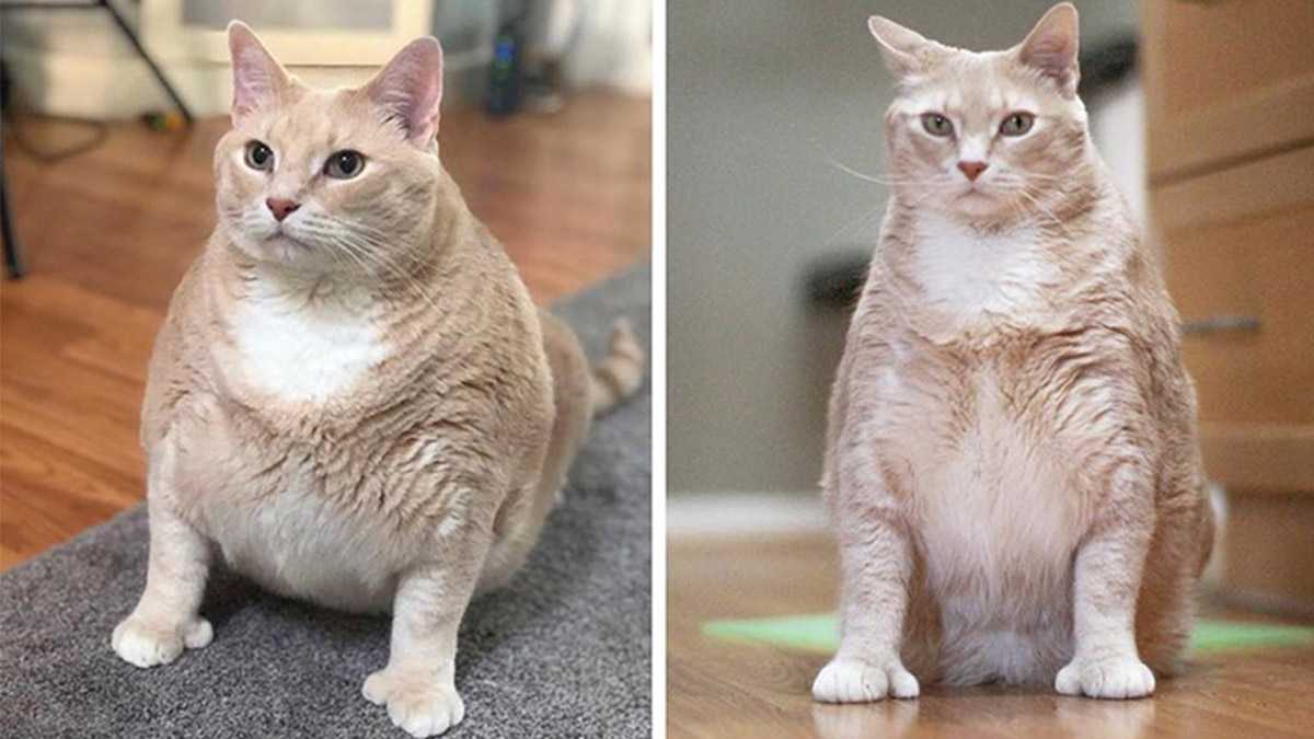 Почему кошка худая, причины, почему кот не поправляется, но есть хорошо, что делать и чем кормить