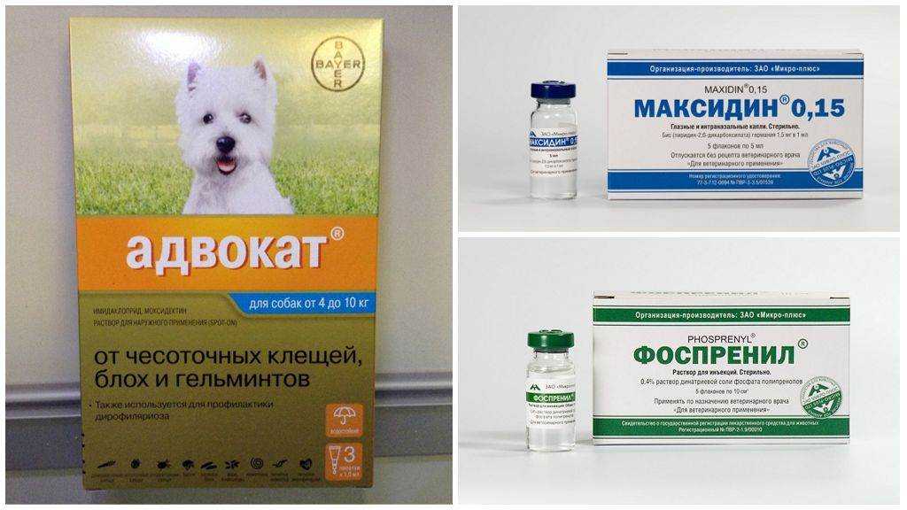Как решить проблемы с кожей и кожным зудом у собаки