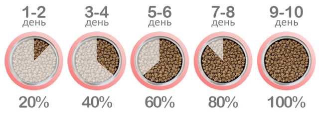 Сухой корм для котят: выбираем и приучаем к нему правильно