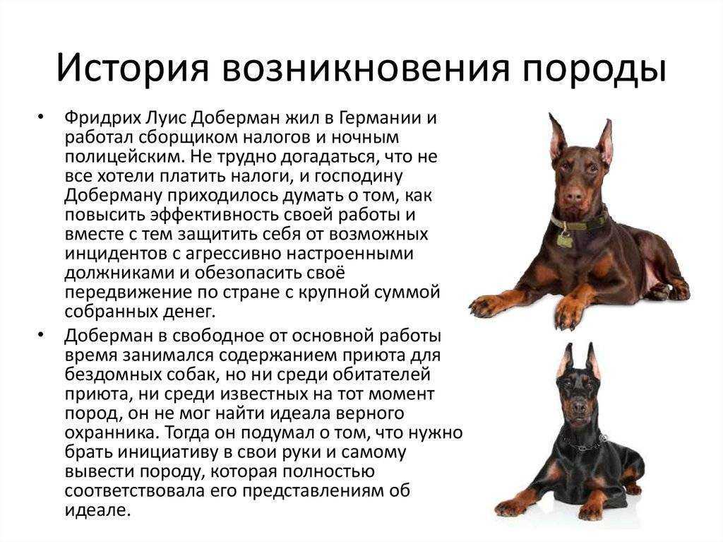 Дрессировка щенка добермана: воспитание и навыки в форме игры