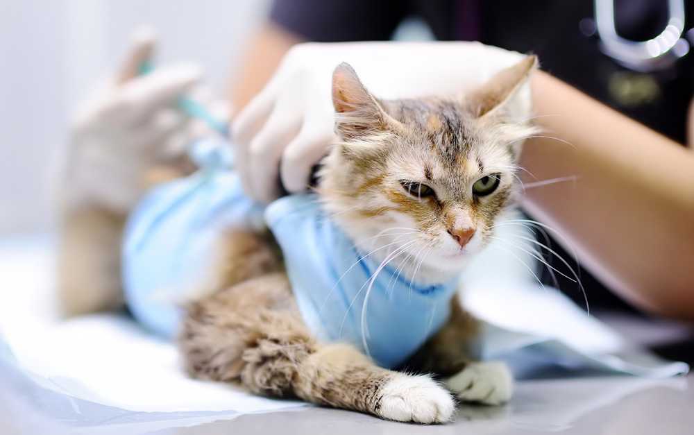 Стерилизация кошек лапароскопическим методом - плюсы и минусы