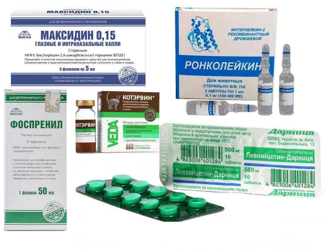 Максидин для кошек - инструкция по применению препарата