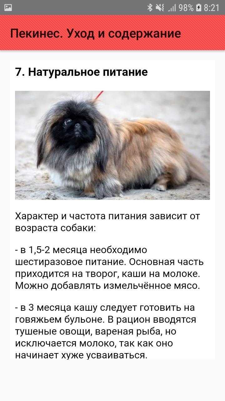 Чем кормить пекинеса (щенка и взрослого) в домашних условиях | «дай лапу»