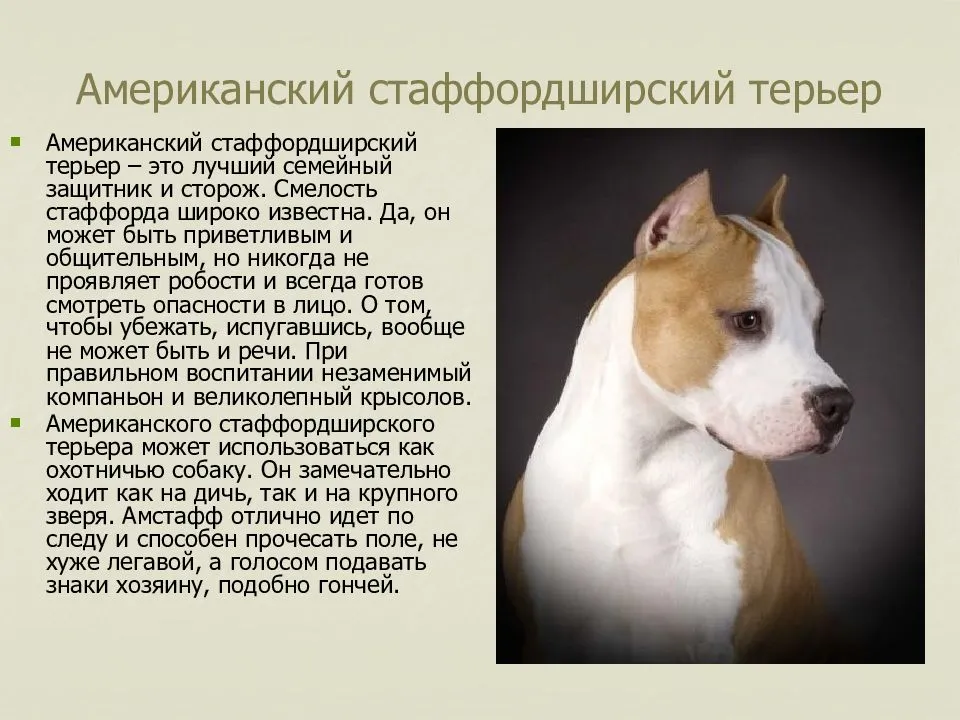 Американский стаффордширский терьер: описание породы, характер | блог ветклиники "беланта"